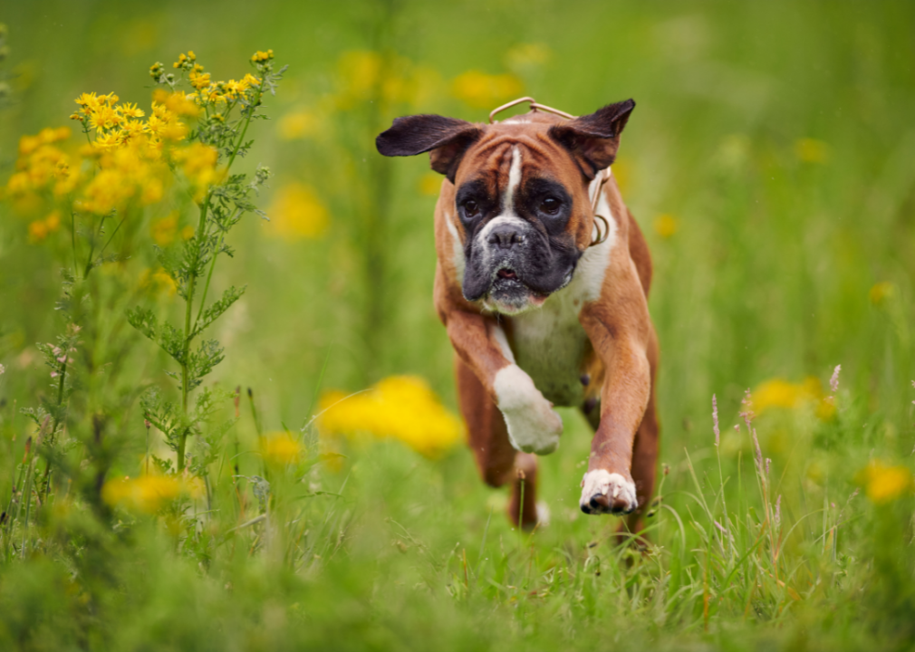 #4. Boxer